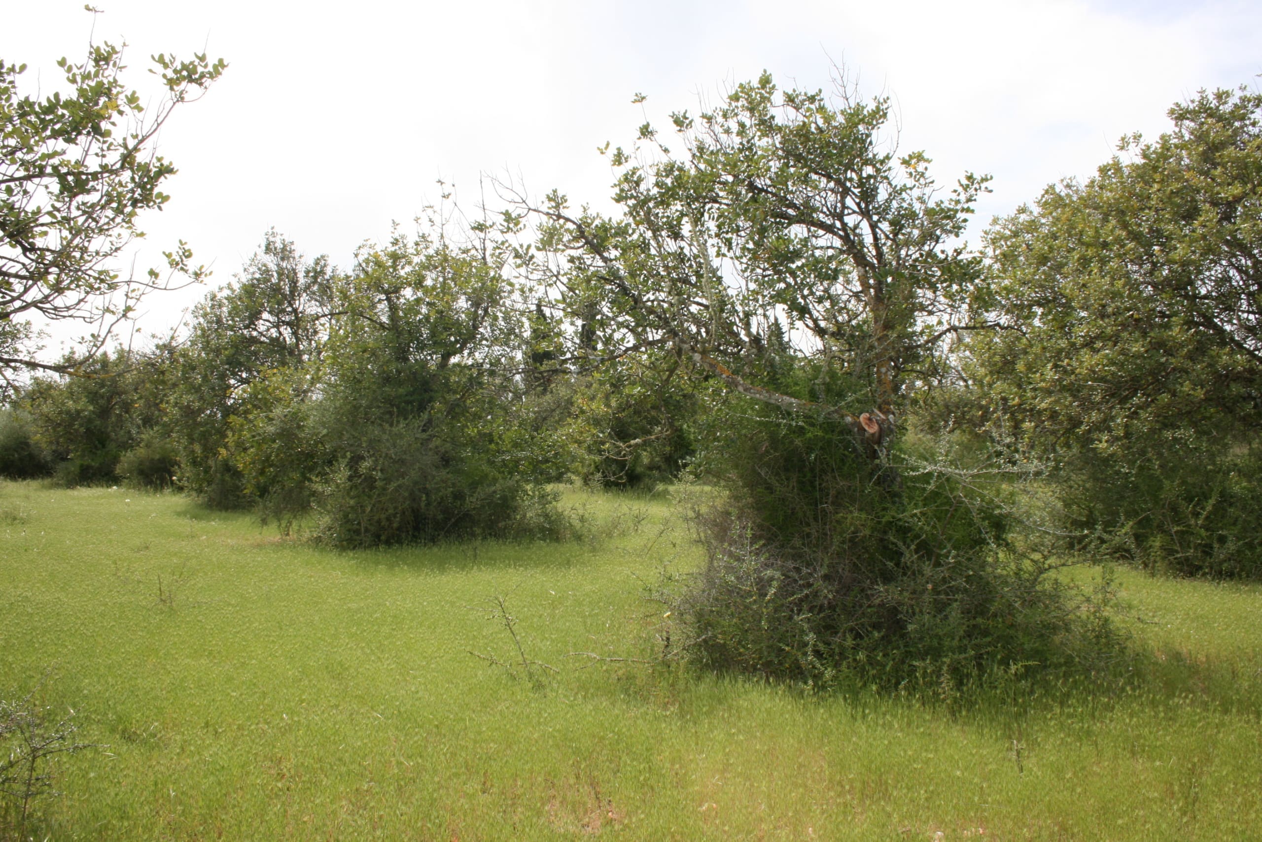 HouseFor Sale, Binissalem, Baleares