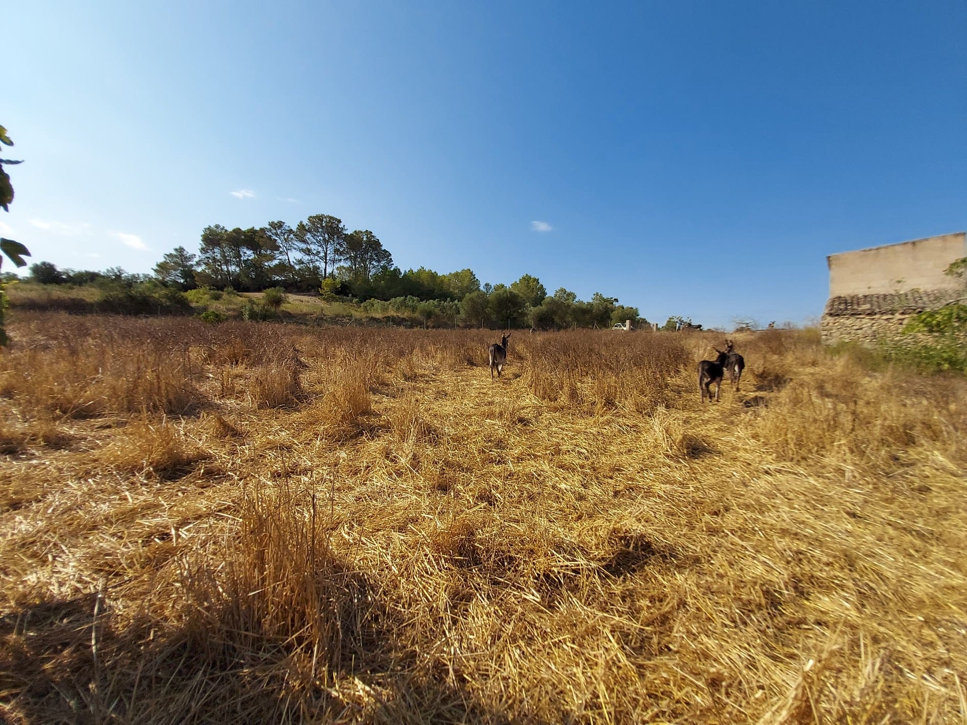 HouseFor Sale, Maria De La Salut, Baleares