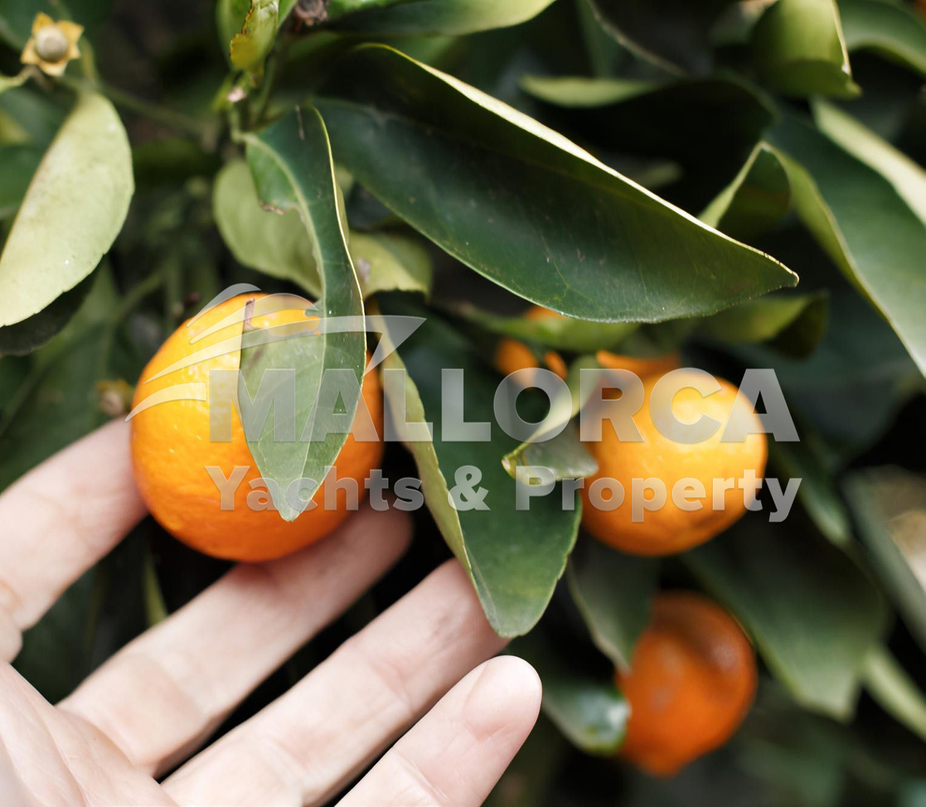 3 Bed, 3 Bath, ApartmentFor Sale, Manacor, Baleares