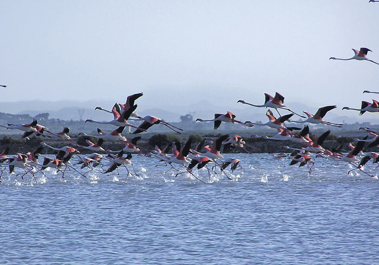 ApartmentFor Sale, Alicante, Alicante