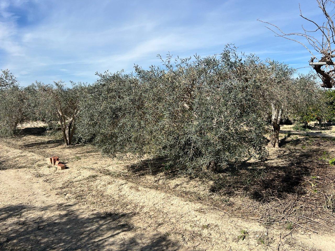 1 Bed, 1 Bath, HouseFor Sale, Los Montesinos, Alicante