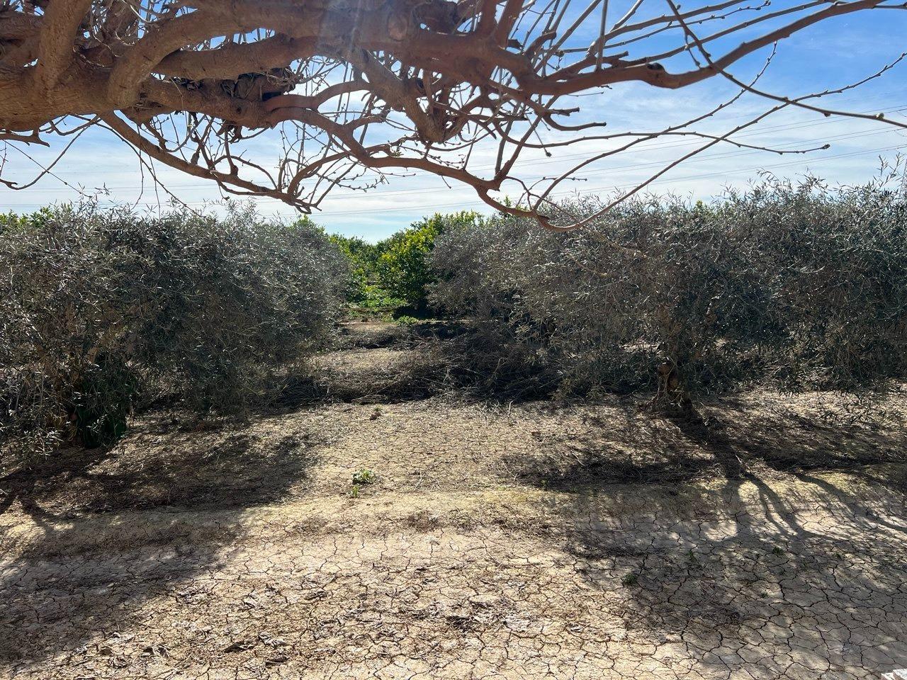 1 Bed, 1 Bath, HouseFor Sale, Los Montesinos, Alicante