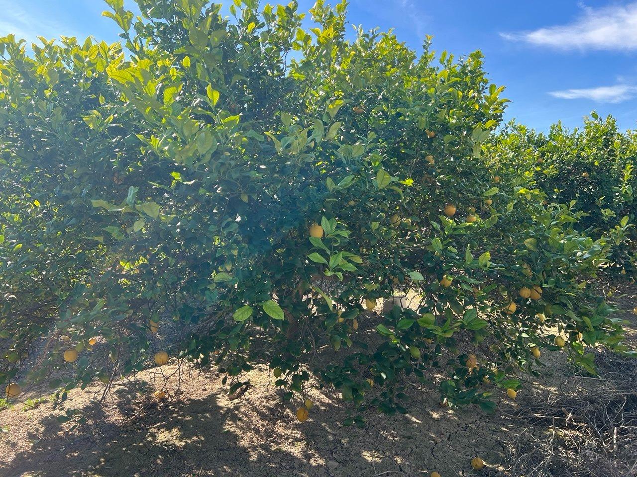 1 Bed, 1 Bath, HouseFor Sale, Los Montesinos, Alicante