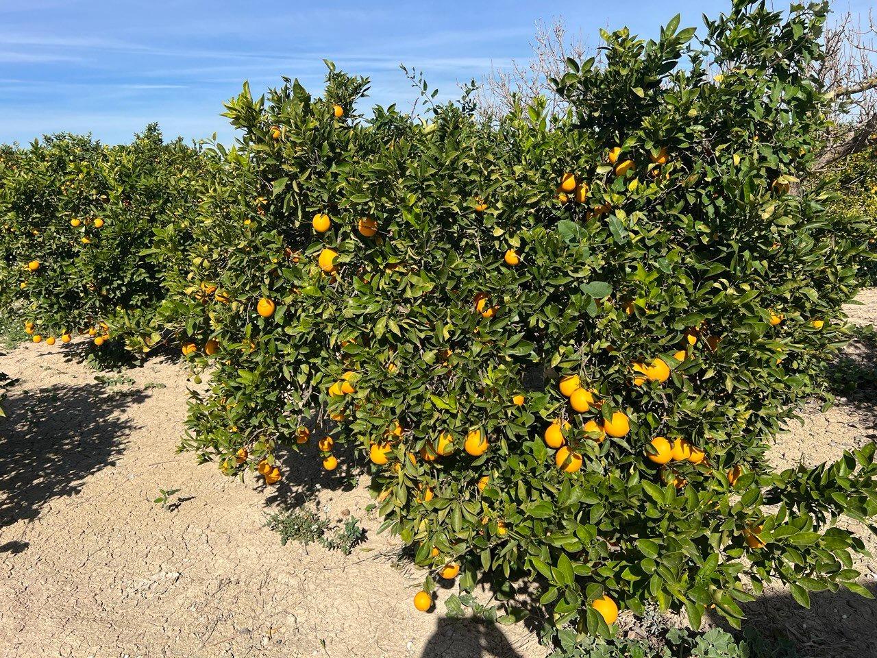 1 Bed, 1 Bath, HouseFor Sale, Los Montesinos, Alicante