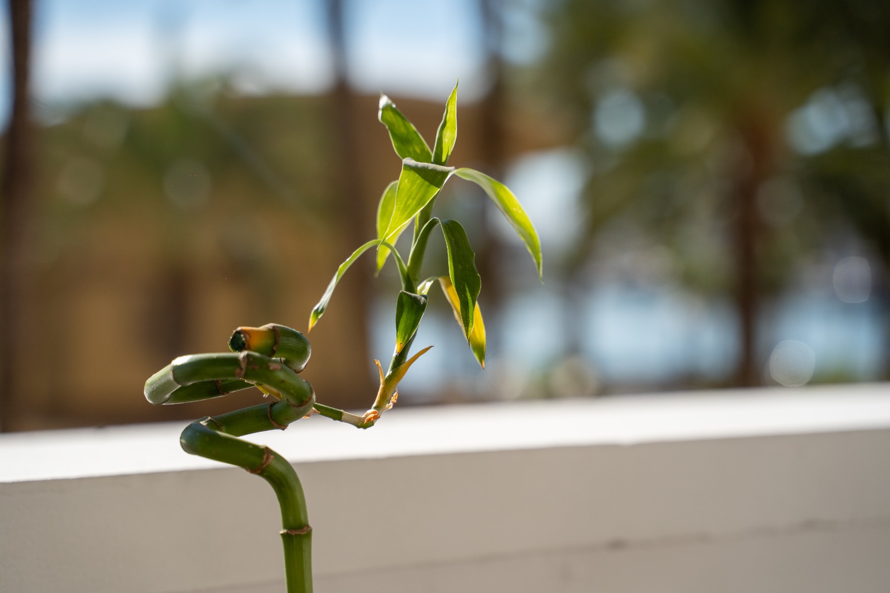 2 Bed, 2 Bath, ApartmentFor Sale, Alicante, Alicante