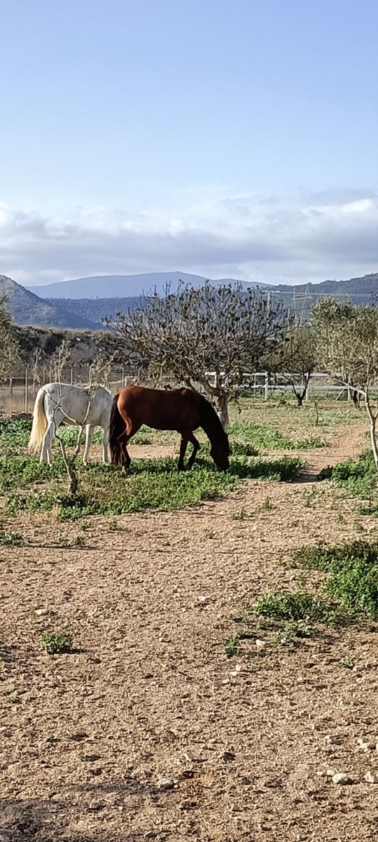 3 Bed, 1 Bath, HouseFor Sale, Monóvar/Monóver, Alicante