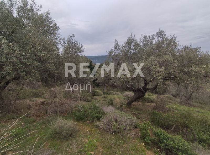 HouseFor Sale, Xinovrisi, Argalasti, Magnesia