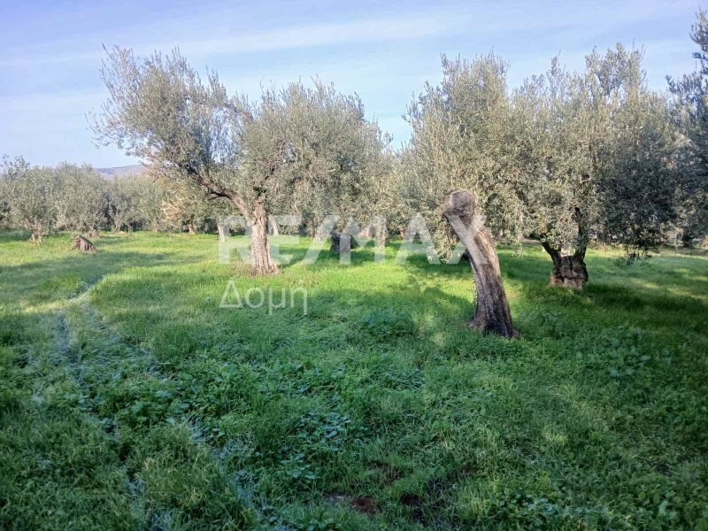 HouseFor Sale, Dimini, Aisonia, Magnesia