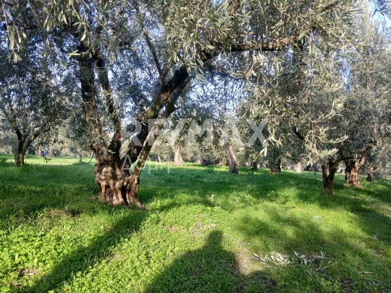 HouseFor Sale, Dimini, Aisonia, Magnesia