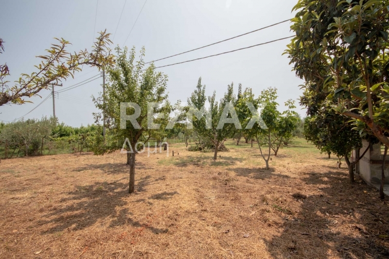 1 Bed, HouseFor Sale, Kato Lechonia, Artemida, Magnesia