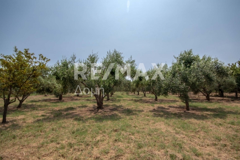 1 Bed, HouseFor Sale, Kato Lechonia, Artemida, Magnesia