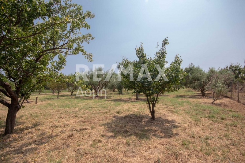 1 Bed, HouseFor Sale, Kato Lechonia, Artemida, Magnesia