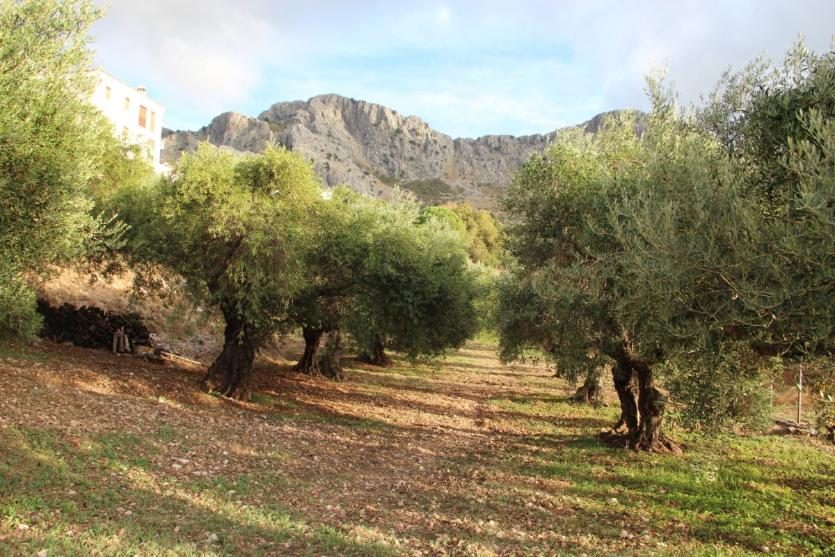 4 Bed, 2 Bath, HouseFor Sale, Benaocaz, Andalucia