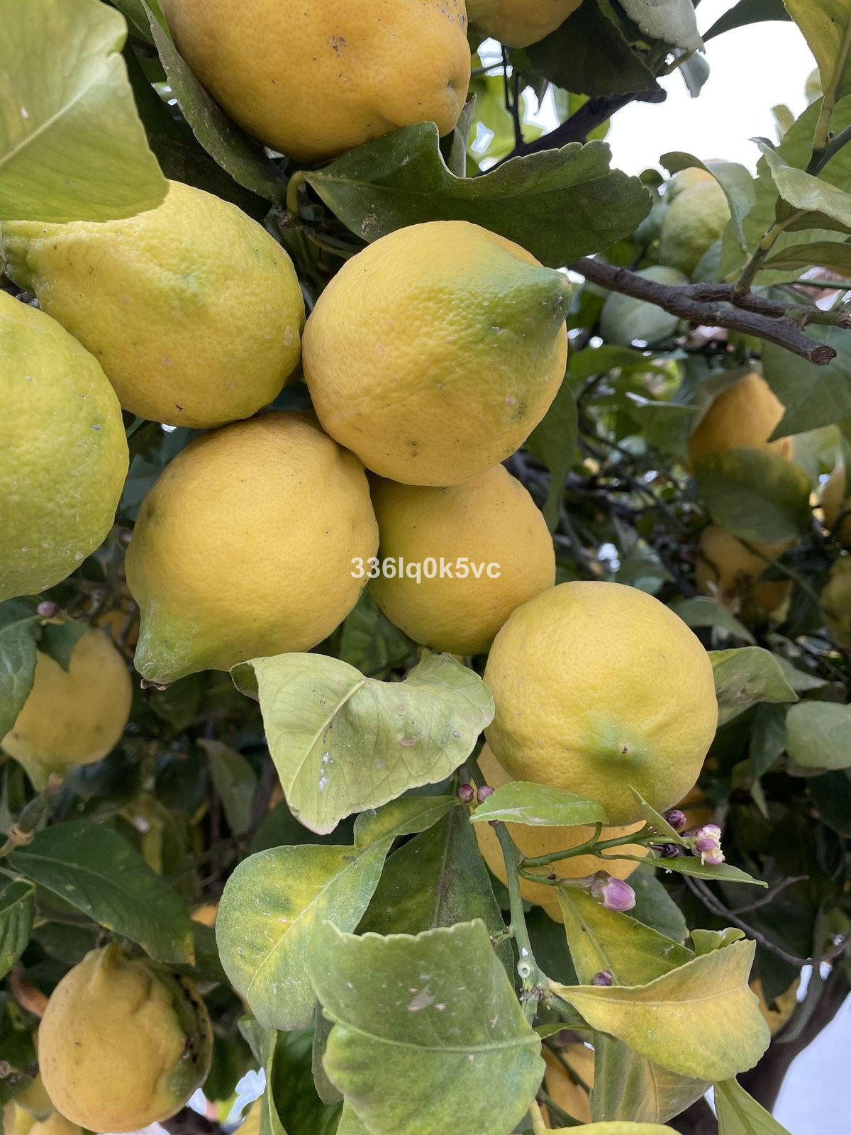 4 Bed, 3 Bath, HouseFor Sale, Benahavis, Malaga