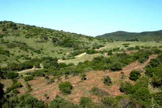 Land, For Sale