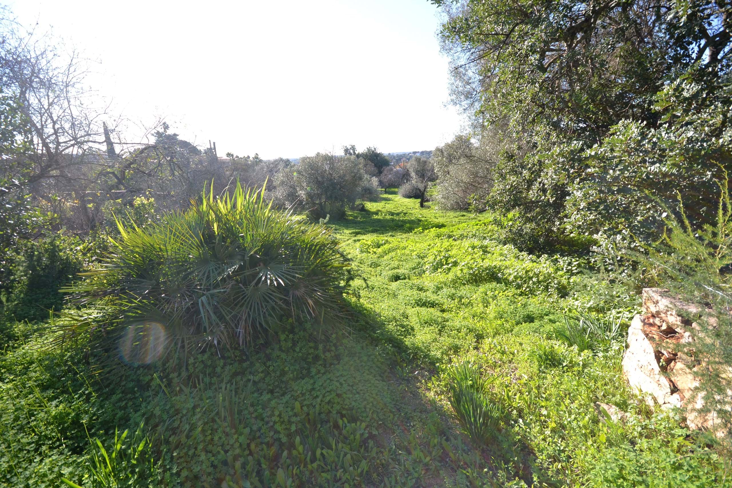 3 Bed, 1 Bath, HouseFor Sale, Loulé, Faro, 8100-289