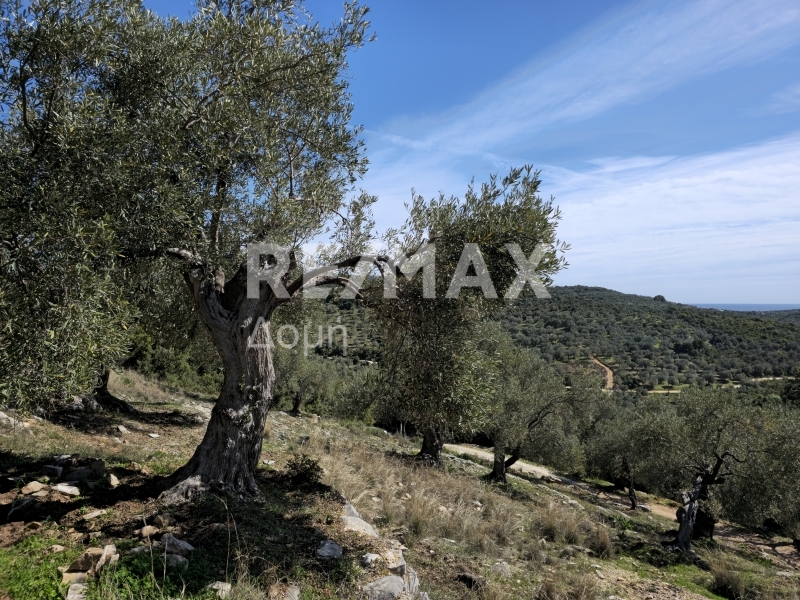 HouseFor Sale, Milina, Sipiada, Magnesia