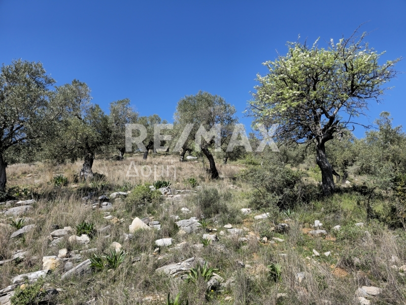 HouseFor Sale, Milina, Sipiada, Magnesia