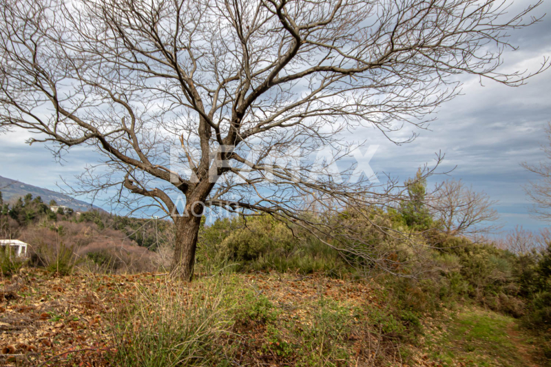 HouseFor Sale, Agios Dimitrios, Mouresi, Magnesia