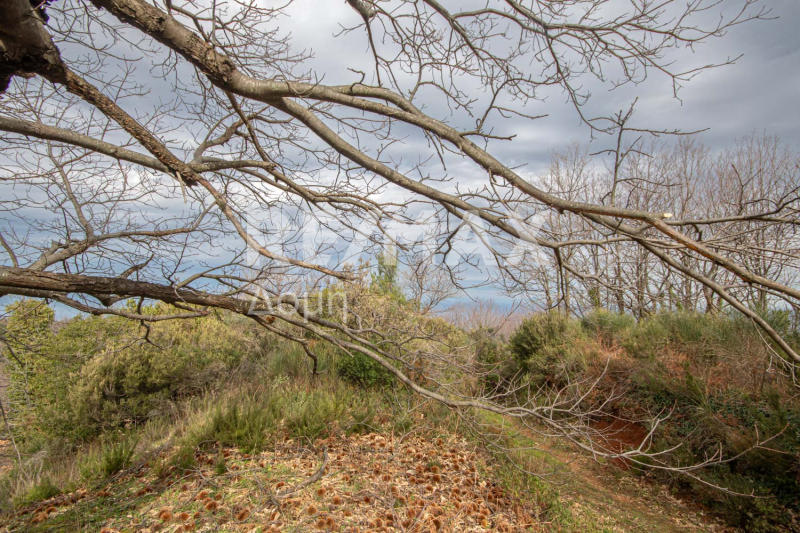 HouseFor Sale, Agios Dimitrios, Mouresi, Magnesia