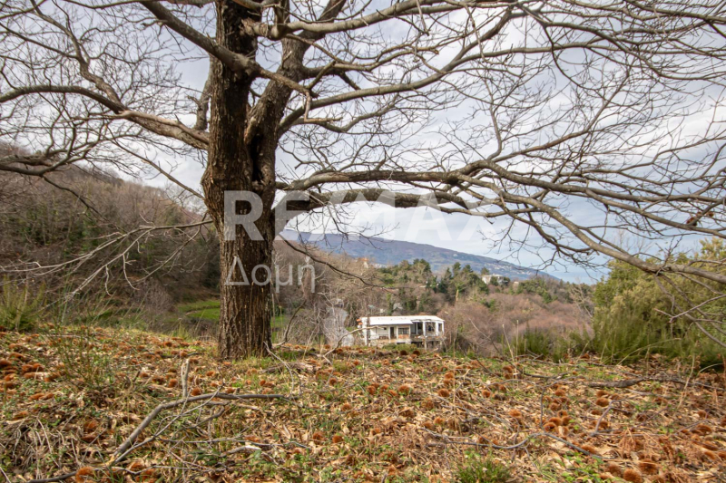 HouseFor Sale, Agios Dimitrios, Mouresi, Magnesia