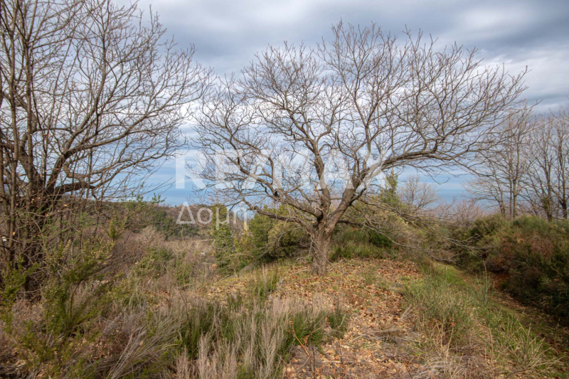 HouseFor Sale, Agios Dimitrios, Mouresi, Magnesia