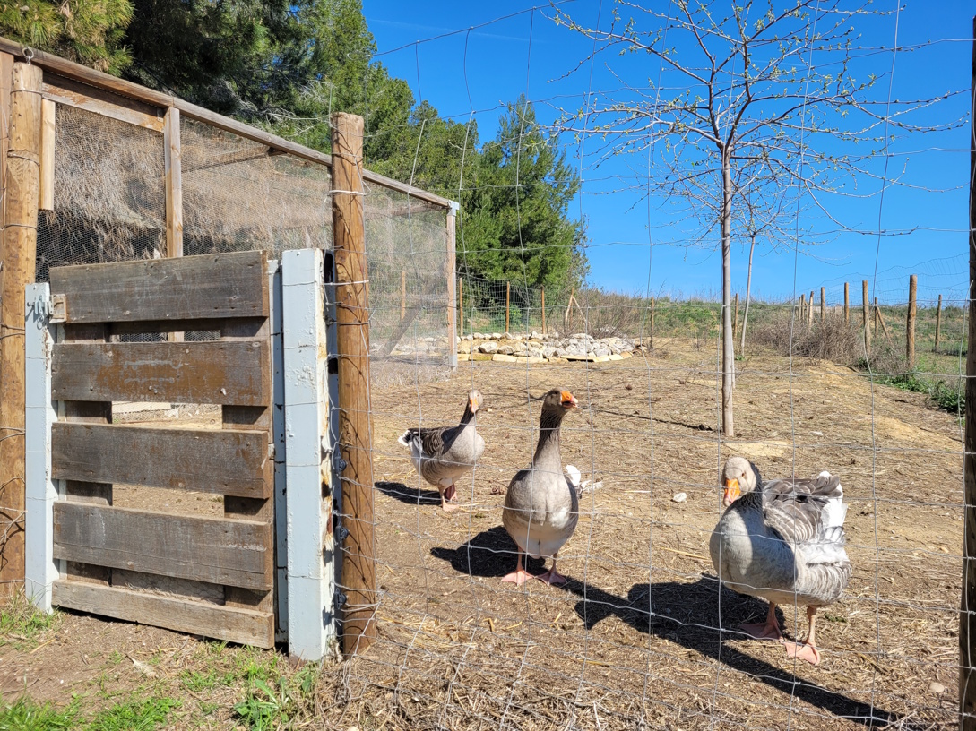2 Bed, 2 Bath, ApartmentFor Sale, Capestang, Herault, Languedoc-Roussillon, 34310