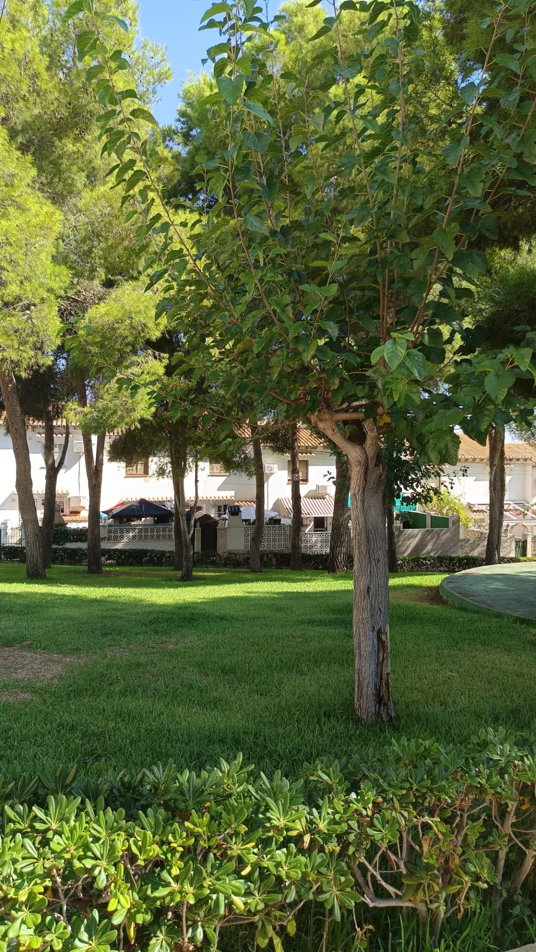 1 Bed, 1 Bath, HouseFor Sale, Torrevieja, Alicante