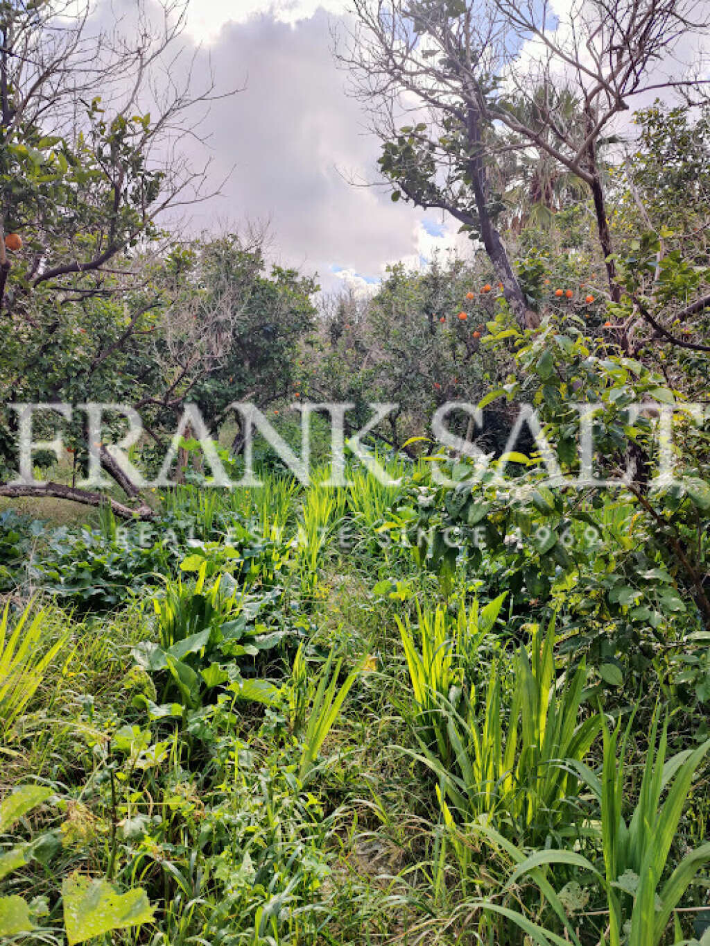 Qormi, 6 Bedrooms Bedrooms, ,3 BathroomsBathrooms,For Sale,FRSA-322087