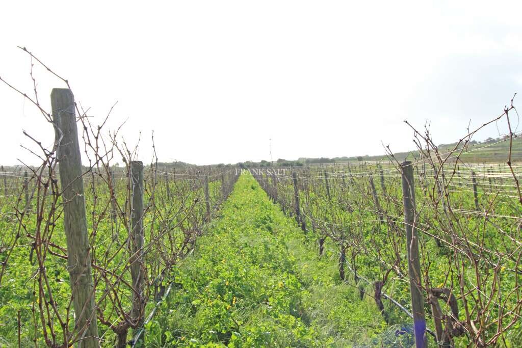 Siggiewi, ,For Sale,FRSA-751462