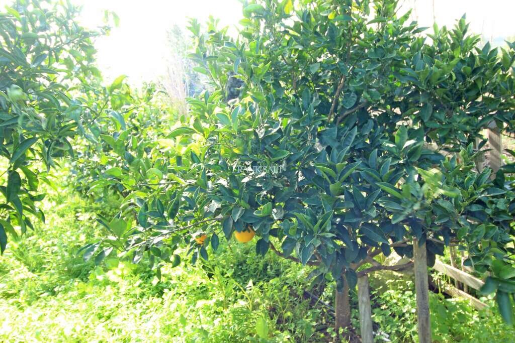 Siggiewi, ,For Sale,FRSA-751462