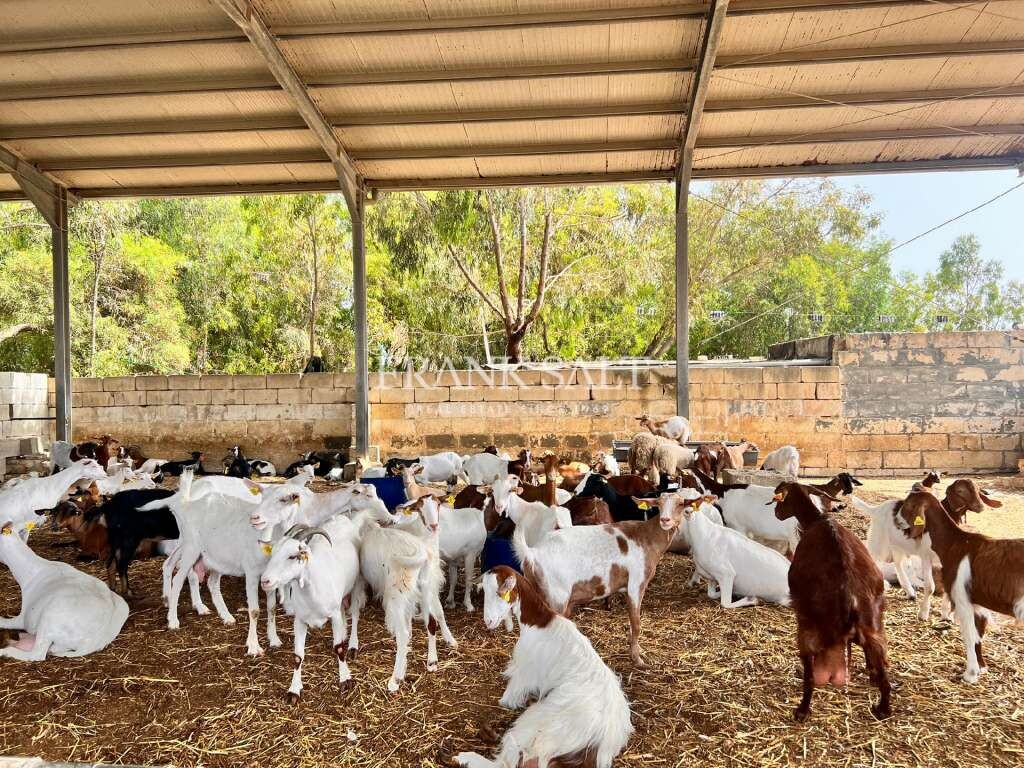 Marsascala, 3 Bedrooms Bedrooms, ,1 BathroomBathrooms,For Sale,FRSA-216198