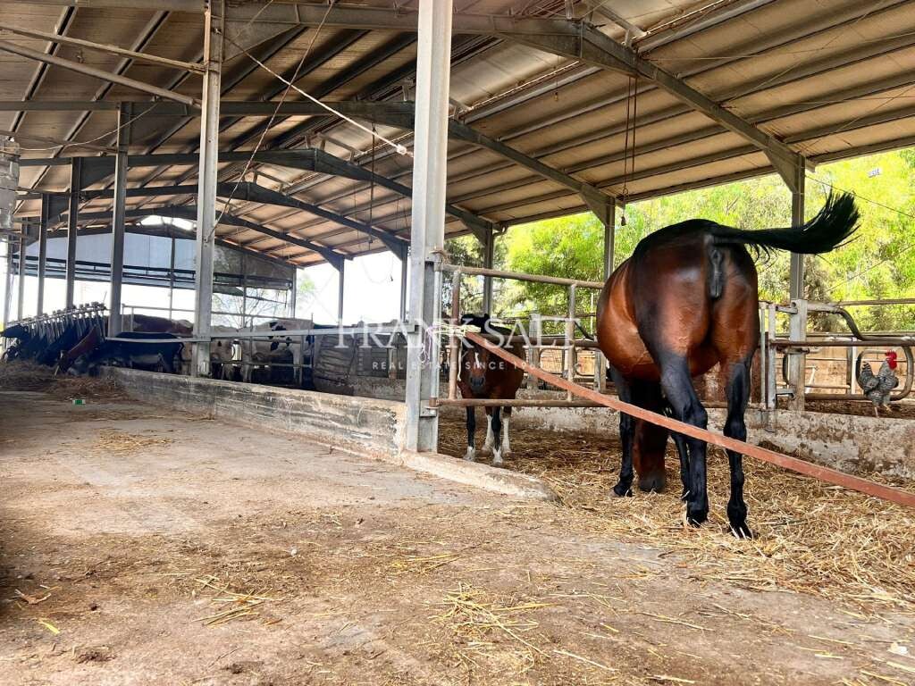 Marsascala, 3 Bedrooms Bedrooms, ,1 BathroomBathrooms,For Sale,FRSA-216198