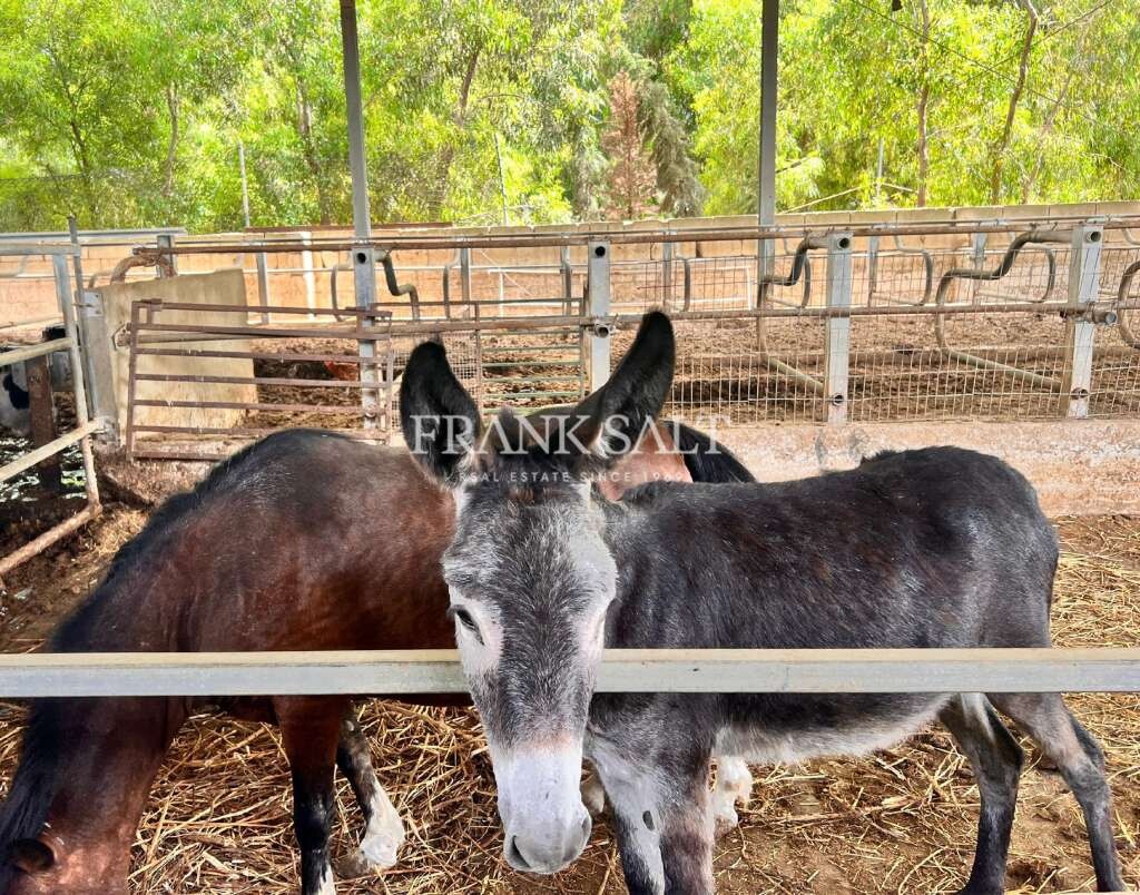 Marsascala, 3 Bedrooms Bedrooms, ,1 BathroomBathrooms,For Sale,FRSA-216198