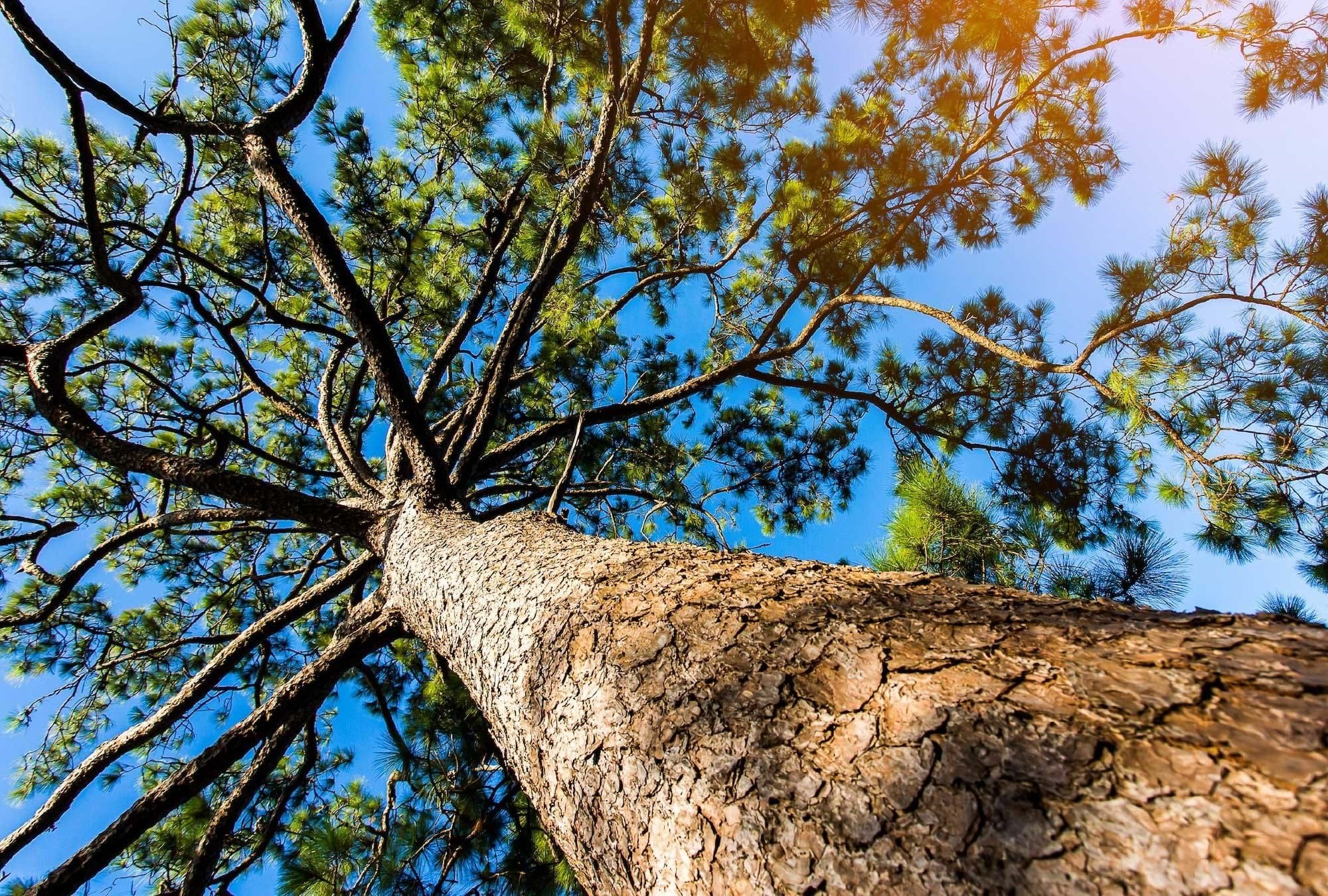 3 Bed, 3 Bath, HouseFor Sale, Salir Do Porto, Leiria, 2500-667