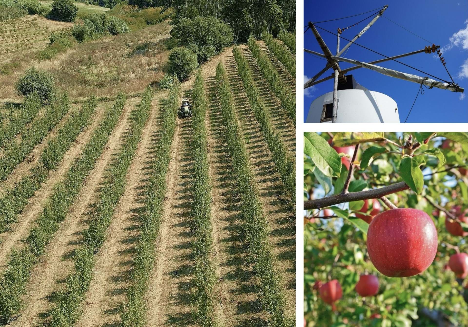 3 Bed, 2 Bath, HouseFor Sale, Alcobaça, Leiria, 2460-348