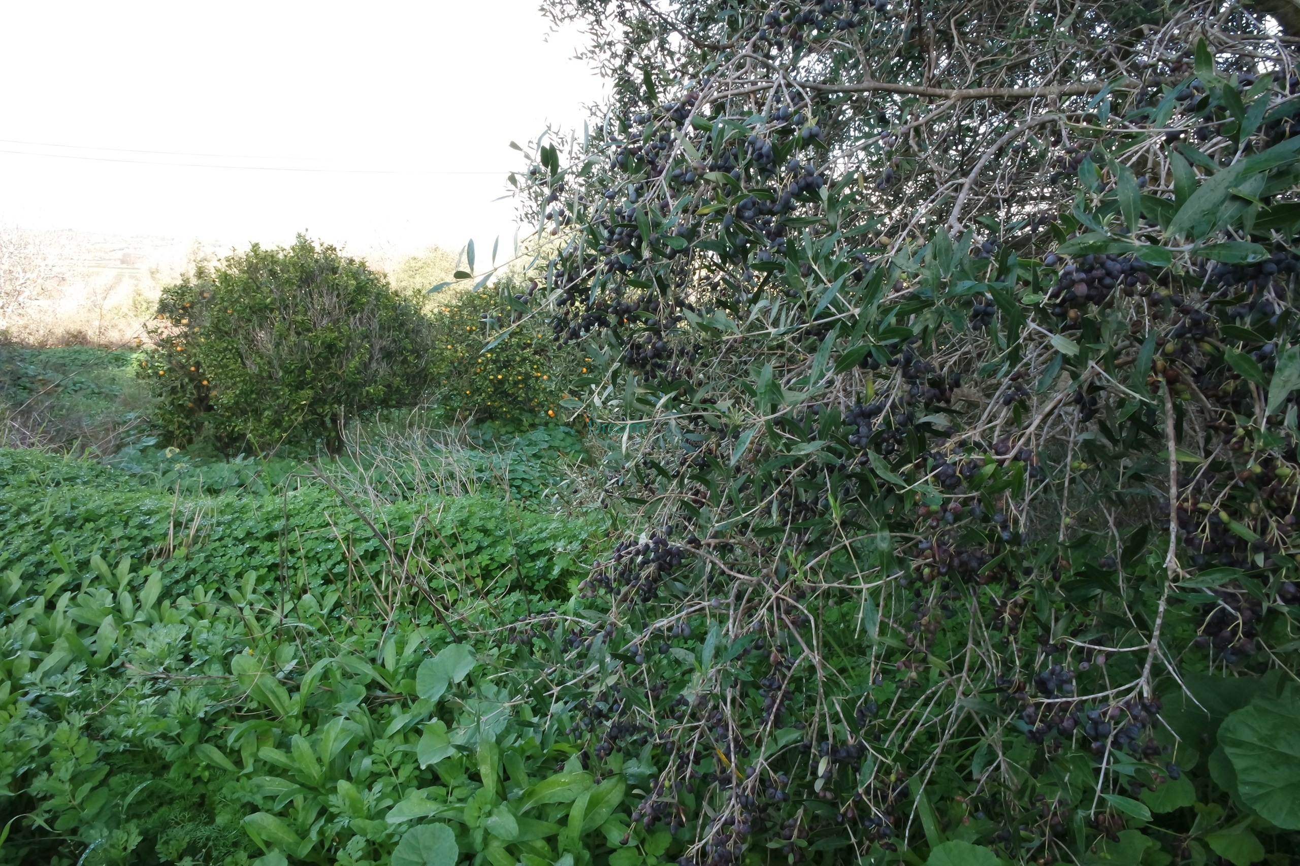 5 Bed, 2 Bath, HouseFor Sale, Lagos, Faro, 8600-308