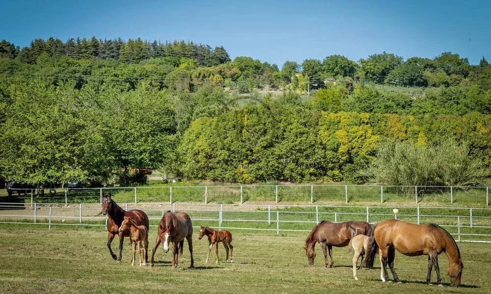 11 Bed, 9 Bath, HouseFor Sale, Pesaro, Pesaro-Urbino