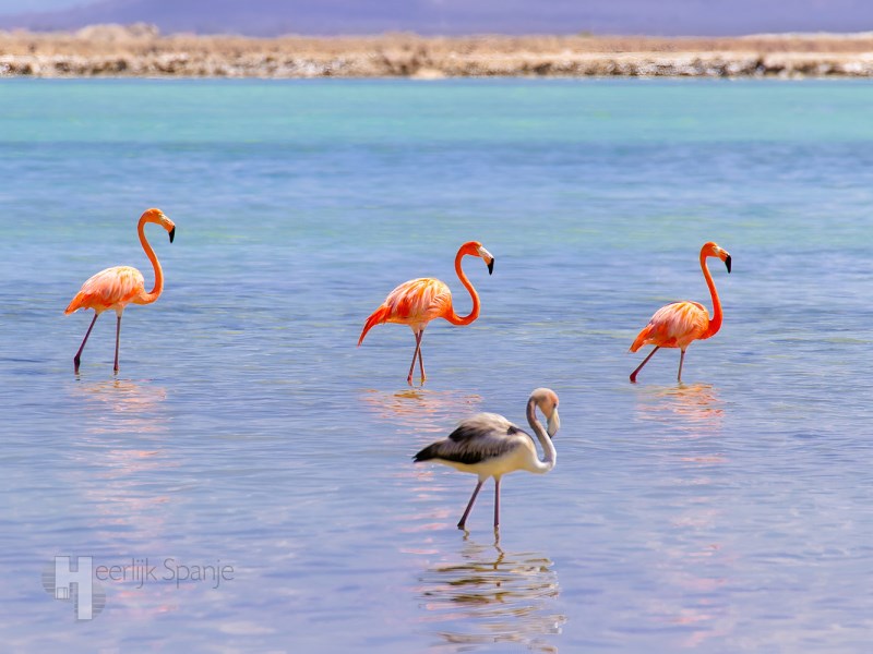 2 Bed, 2 Bath, ApartmentFor Sale, San Pedro Del Pinatar, Murcia