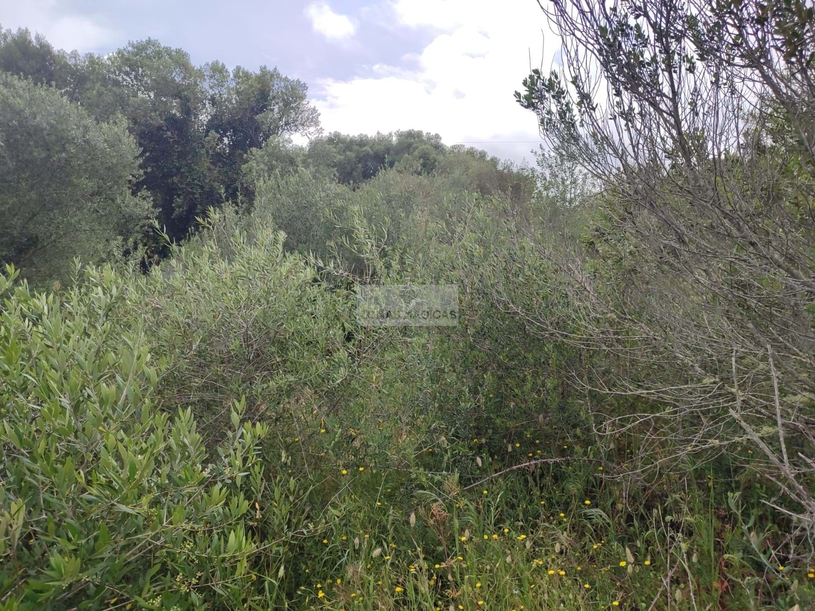 Land, For Sale