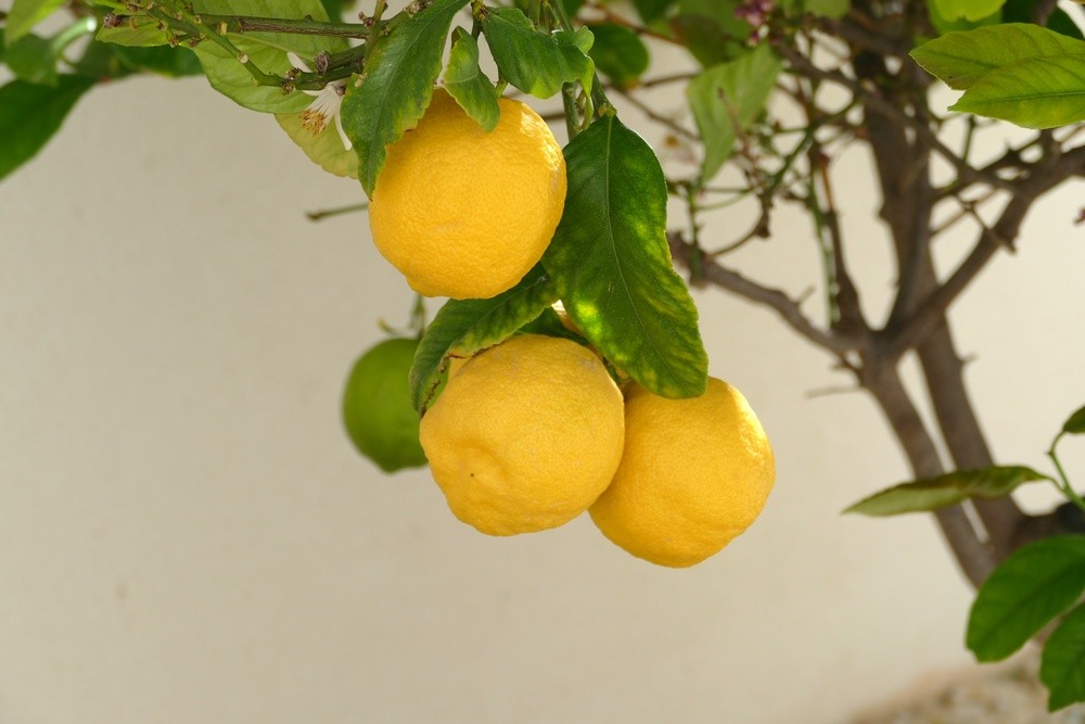 4 Bed, 2 Bath, HouseFor Sale, Benijofar, Alicante