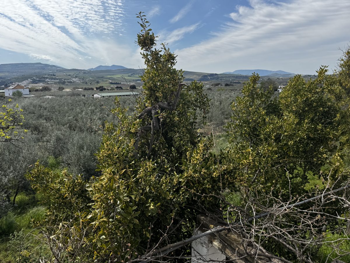 8 Bed, 2 Bath, HouseFor Sale, Setenil de Las Bodegas, Andalucia