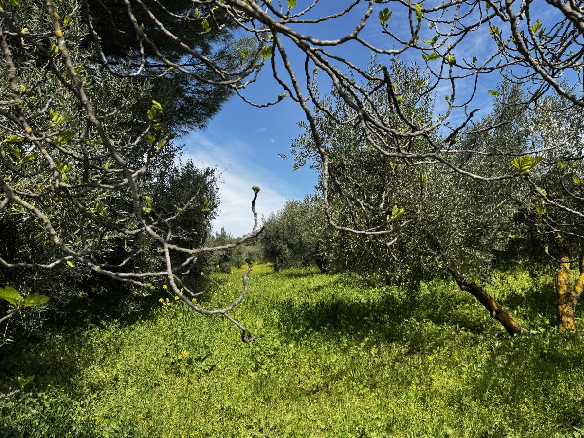 8 Bed, 2 Bath, HouseFor Sale, Setenil de Las Bodegas, Andalucia