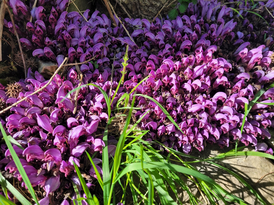 8 Bed, 5 Bath, HouseFor Sale, Olargues, Herault, Languedoc-Roussillon, 34390