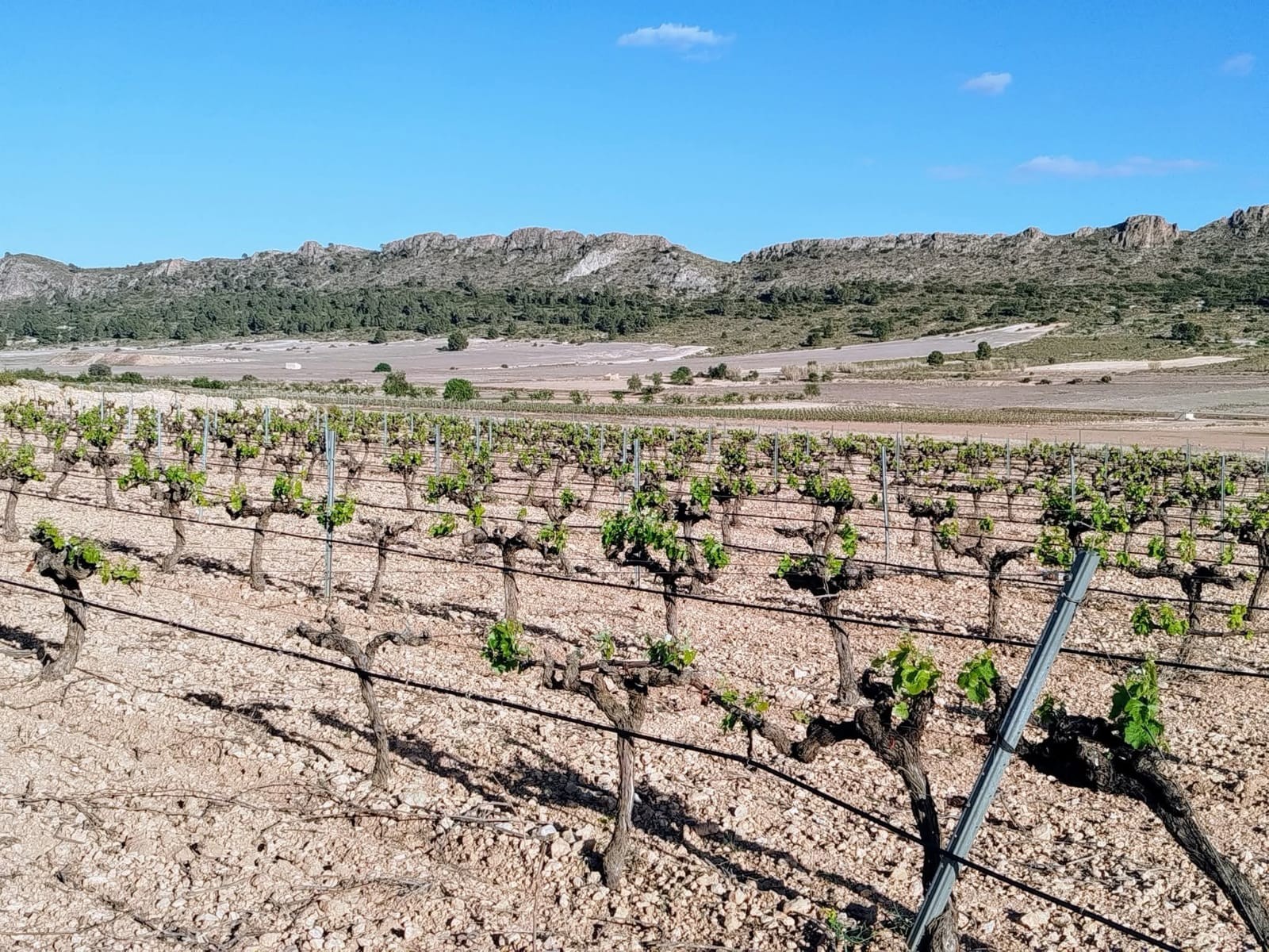 3 Bed, 1 Bath, HouseFor Sale, Yecla, Murcia